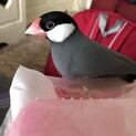 桜文鳥  里親決まりました！ありがとうございます♡