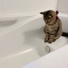 のんゆうのあさん