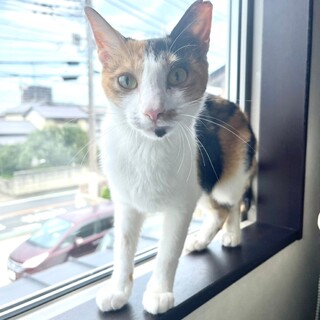 10/23宮代町　みけちゃん　個別お見合い