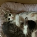 可愛い子猫