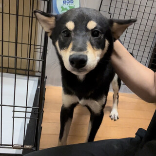 黒柴♂推定1歳半〜3歳