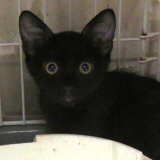 美猫三毛３姉妹＋黒猫くーちゃん、医療しつけ済