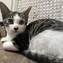 子猫4匹の里親募集