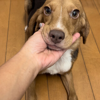 ビーグル♀推定1歳半〜3歳