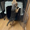 ビーグル♀推定1歳半〜3歳 サムネイル3