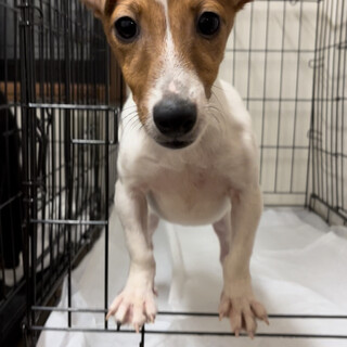 ジャックラッセル♀推定1歳半〜3歳