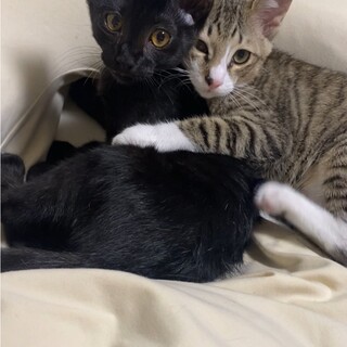 兄弟で里親になってくれる方募集
