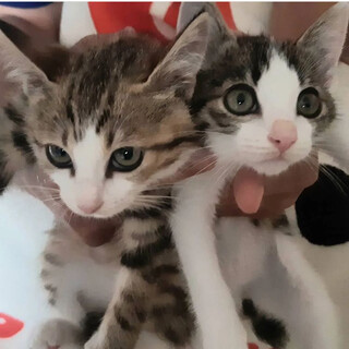 【9/11千葉市譲渡会❣️】仲良しのキジ白兄妹♪