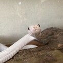 白蛇　白ヘビ　
