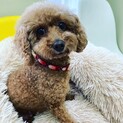 フワモコ☆美人なレッド　トイプードルのビビちゃん