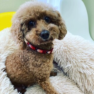 フワモコ☆美人なレッド　トイプードルのビビちゃん