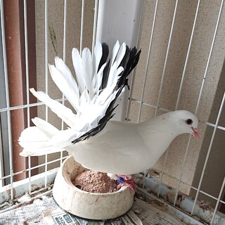 孔雀鳩  クジャク鳩   ファンテール  雄 