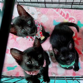 【8/14千葉市譲渡会】懐こい姉妹ごまﾋﾟｰﾀﾝ