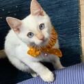 ブルーアイの綺麗ない白猫くん