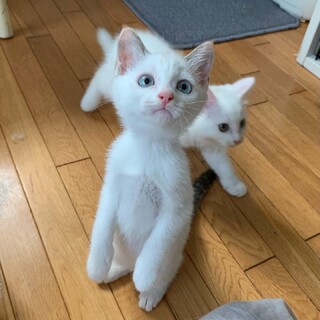 ブルーアイの可愛い女の子♡