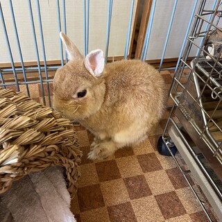 ネザーランドドワーフのおじいちゃん