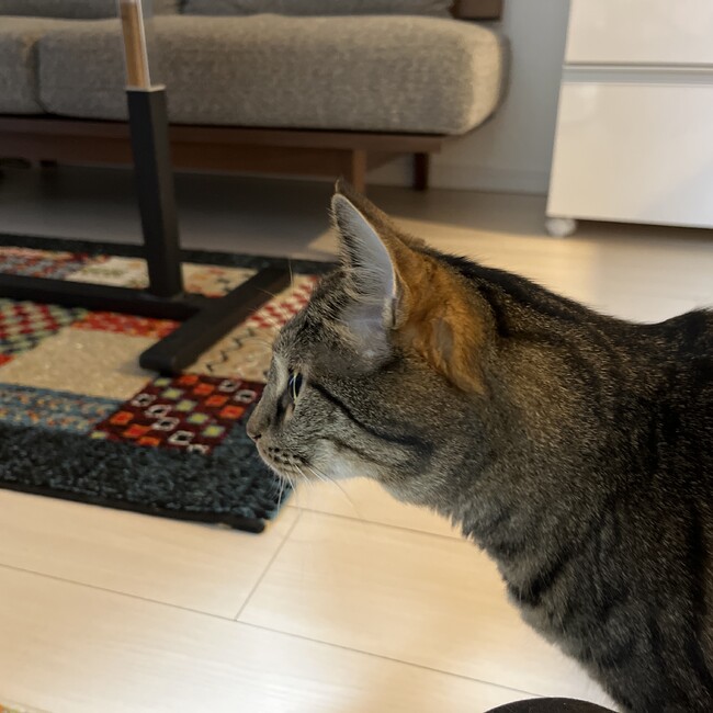 ルフィ25のカバー写真