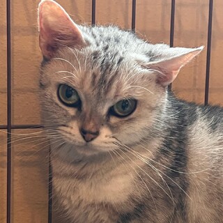 おっとり猫クリームちゃん6歳トライアル中