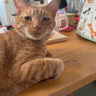 エイズキャリア超甘えん坊チャット君とベタ甘生活を！