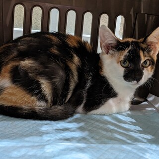 生後3ヶ月の三毛猫♀