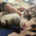 いくらくん^_^緊急里親募集中！！