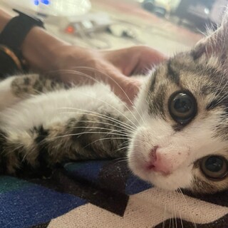 いくらくん^_^緊急里親募集中！！