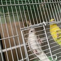 インコ2羽の里親募集