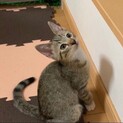 トラくん^_^緊急里親募集中！！