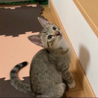 トラくん^_^緊急里親募集中！！