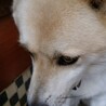 kfpなみ