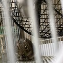 デグー雄の里親募集