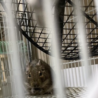 デグー雄の里親募集