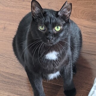 【黒　成猫メス】ルナ