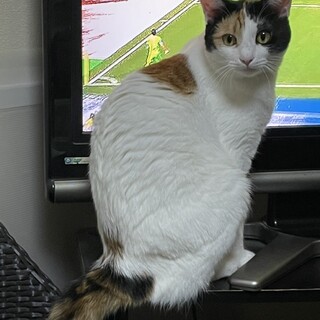 4歳10ヶ月　三毛猫　話好き　三葉ちゃん