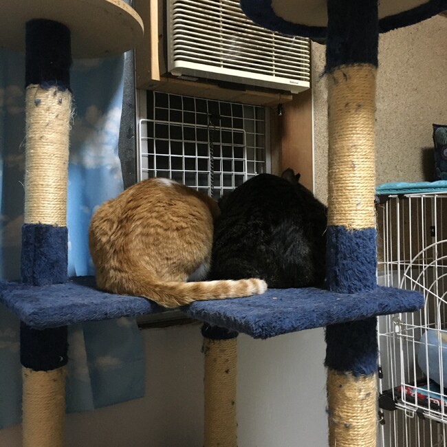 京田辺Animal Friends・預かりボラAguriのカバー写真