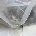 子猫１ヶ月【⠀500ｇ 】