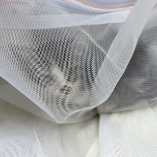 子猫１ヶ月【⠀500ｇ 】