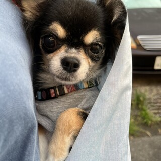 性格花マルチワワ♀いとチャン