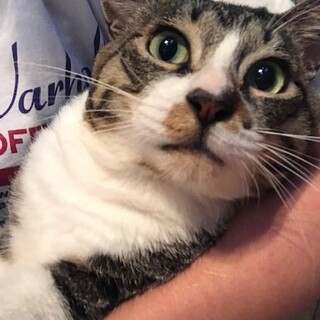 事故から奇跡の復活！千代丸くんです（後肢麻痺あり）