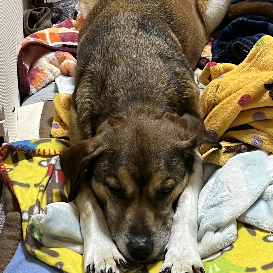 ブルのカバー写真