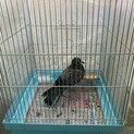 土鳩　保護　飛べません