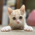 クリーム色の子猫（トライアル中）