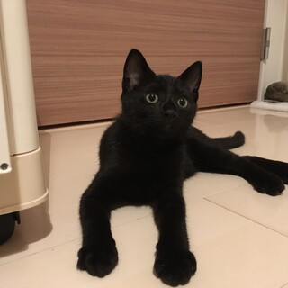 甘えん坊のノン君