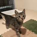 やんちゃ坊主のむぎ君