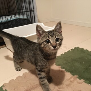 やんちゃ坊主のむぎ君