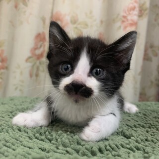 ありがとうございました★可愛いカイトくん