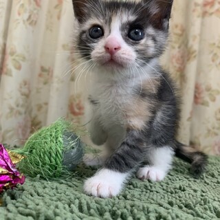 ありがとうございました★可愛いミスズちゃん