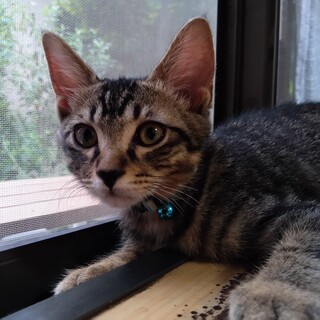 可愛いキジトラ男の子