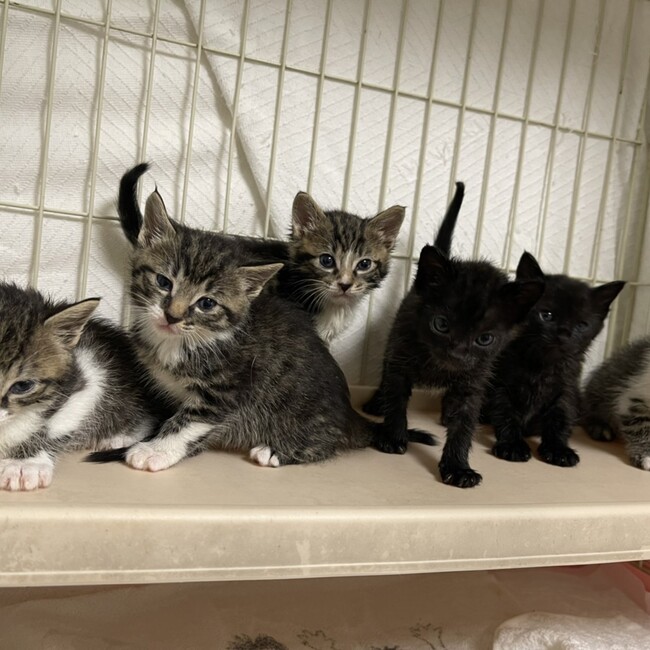 NPO法人アルマ　猫預かり担当のカバー写真