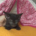 珍しいブラウン系黒色の女の子　里親終了!!